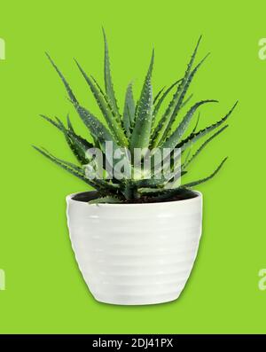 Sukkulente Aloe Vera Pflanze auf weißem Topf isoliert auf grünem Hintergrund. Stockfoto