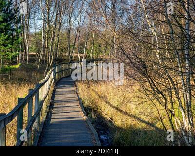 Boardwalk durch Bäume und Heide im Skipwith Common National Nature Reserve, North Yorkshire, England Stockfoto