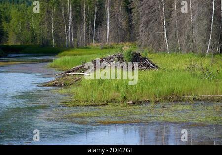 Biberburg zwischen intensiv grünem Gras, an einem Fluss, der den blauen Himmel an einem sonnigen Tag reflektiert. Stockfoto