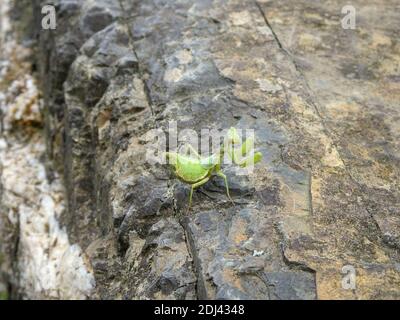 Grüne Gottesanbeterin sitzt auf einem braunen Felsen Stockfoto