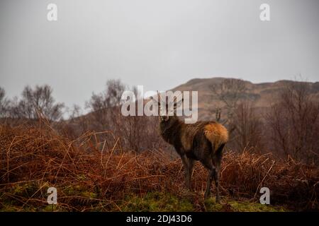 Rothirsch Unter Den Herbstfarben Stockfoto