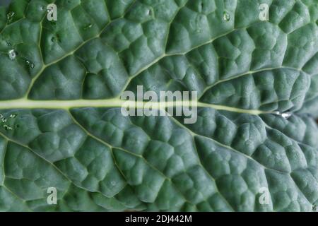 Toskanische Palme Grünkohl Vollformat, Cavolo nero, dunkelgrüne Blätter Textur aus der Nähe, wächst im Herbst Garten aus der Nähe, frische gesunde Lebensmittel, Ernährung Stockfoto