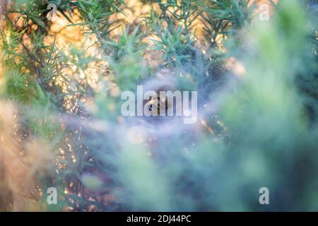 Spinne, Die Beute Im Tunnel Web Frisst Stockfoto