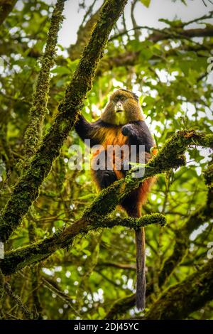 Wilder und sehr seltener Goldaffe ( Cercopithecus kandti) im Regenwald. Einzigartige und gefährdete Tiere aus nächster Nähe in der Natur Lebensraum. Stockfoto