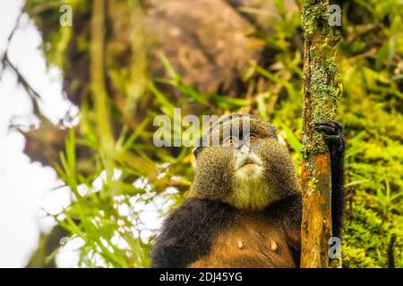 Wilder und sehr seltener Goldaffe ( Cercopithecus kandti) im Regenwald. Einzigartige und gefährdete Tiere aus nächster Nähe in der Natur Lebensraum. Stockfoto