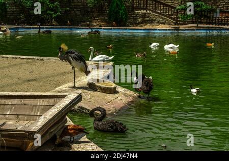 'Bird World' Park mit einer steinernen Stützmauer und Treppen Am Ufer eines Teiches mit einem Futterhäuschen für Vögel schwimmen im Wasser Stockfoto