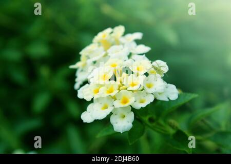 Schöne weiße Alyssum blüht im Sommer Stockfoto