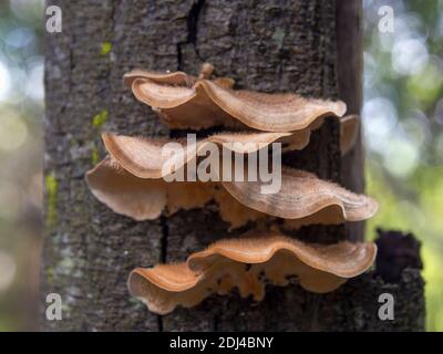 Makrofotografie einer Gruppe von Polyporen auf einem Baum Bellen Sie in einem Wald in der Nähe der Kolonialstadt Villa De Leyva im zentralen Andengebirge von Colom Stockfoto