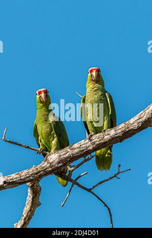 Zwei grüne Papageien sitzen auf einem Zweig in Souhern Costa Rica Stockfoto