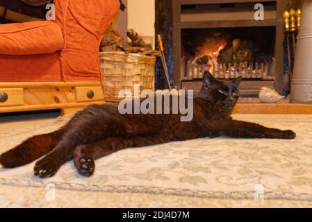 Schwarze Hauskatze (Felis catus), die sich an einem kalten Wintertag vor einem Holzfeuer warm hält, Wiltshire, Großbritannien, März. Stockfoto