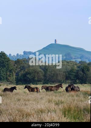 Exmoor Ponys (Equus caballus) grasen sumpfigen Weideland mit Glastonbury Tor im Hintergrund, Catcott Tiefs National Nature Reserve, Somerset, UK, Stockfoto