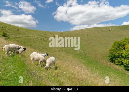 Hausschaf (Ovis aries) Weiden Kreide Grasland Hang, Pewsey Downs, Wiltshire, Großbritannien, Juli. Stockfoto