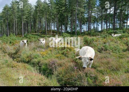 White Park Cattle (Bos taurus), eine alte britische Rasse, Weiden Heide, um Peeling Wachstum zu reduzieren, Rempstone Heath, Dorset, Großbritannien, August. Stockfoto