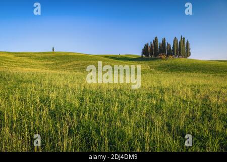 Schöne Sommer Kornfelder mit gelben Rapsblumen. Zypressen und landwirtschaftliches Ackerland mit Weizenfeldern in der Toskana, Italien, Europa Stockfoto