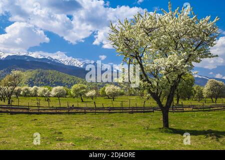 Fantastische Frühlingslandschaft mit grünen Weiden, blühenden Obstgarten und hohen schneebedeckten Bergen im Hintergrund, Fagaras Berge, Karpaten, TR Stockfoto