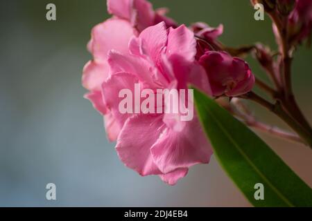 Nahaufnahme der blühenden Pflanze süßer Oleander im Garten, schöne rosa Blume, dekorativer Strauch, Rose Bay, nerium Oleaner Baum. Grüne Blätter BA Stockfoto