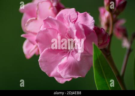 Nahaufnahme der blühenden Pflanze süßer Oleander im Garten, schöne rosa Blume, dekorativer Strauch, Rose Bay, nerium Oleaner Baum. Grüne Blätter BA Stockfoto