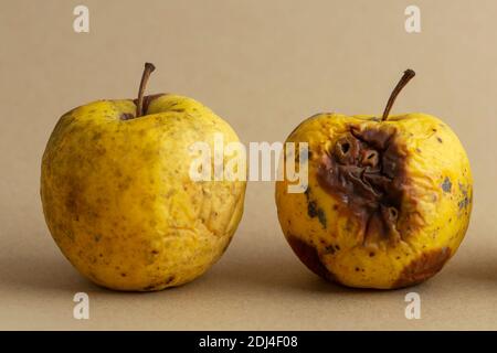 Faulen, Apfel, Obst, schlecht, alt, Lebensmittel, weiß, verdorben, organisch, Natur, isoliert, natürlich, Hintergrund, faltig, beschädigt, Zerfall, Pilz, gelb, rot, Stockfoto