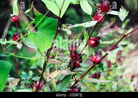 Bild von Roselle Pflanzen im Garten. Stockfoto