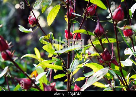 Bild von Roselle Pflanzen im Garten. Stockfoto