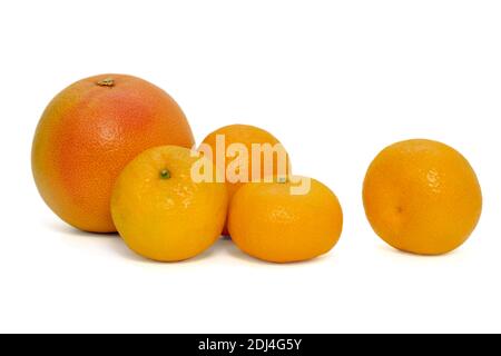 Bild von reifen Mandarinen und Grapefruit auf weißem Hintergrund Stockfoto