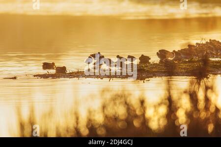 Common Greenshank und Common Redshank im Sonnenaufgang auf Golden Hour Time. Stockfoto