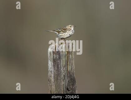 Pipit Wiese (Anthus trivialis), sitzt auf einem Zaunpfosten, Isle of Islay, Inner Hebrides, Schottland Stockfoto