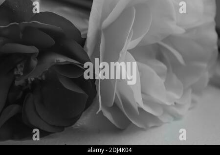 Blumen Stockfoto