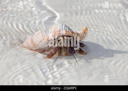 Kuba, Karibik, Cayo Blanco; Muschel mit Einsiedlerkrebs Stockfoto