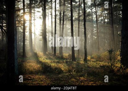 Lange Schatten auf dem Waldboden, wenn die Wintersonne auf Blackheath Common, Surrey, Großbritannien untergeht Stockfoto