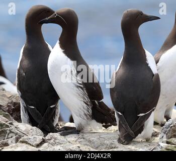 Gemeine Guillemots, darunter ein gebremster, auf den Farne-Inseln. Stockfoto