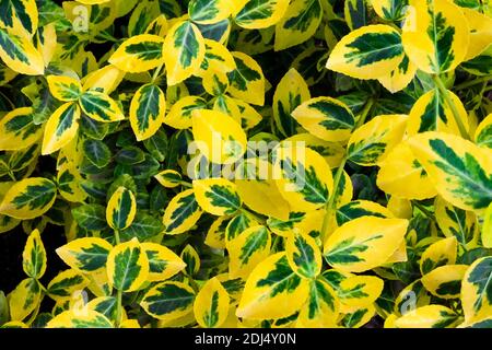 Zweig der Euonymus Undulata (gemeinsame Namen Spindel oder des Fortune Spindel, winter Kriechgang oder wintercreeper), panaschierten Sorte 'Emerald'n Gold' schließen Stockfoto