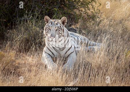 Wilder weißer bengaltiger im Gras liegend, Landschaftsorientierung Stockfoto