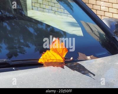Brightly-lit orange leaf on car windshield, autumn in Athens, Greece Stock Photo