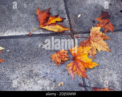 Bunte Blätter auf dem grauen Pflaster nach dem Regen, Herbst in Athen, Griechenland Stockfoto