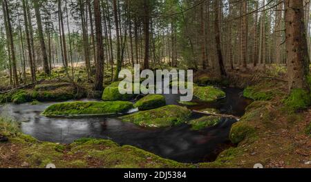 Jezerni Bach im Herbst Farbe Morgen mit rotem Wasser und Grüner schöner Wald im Nationalpark Sumava Stockfoto