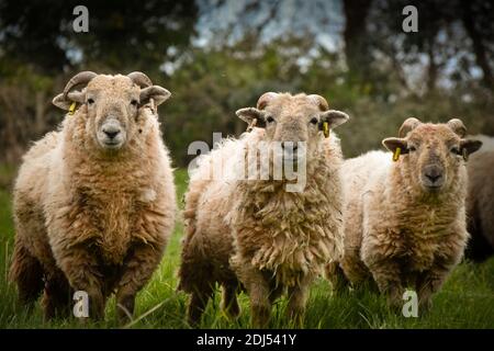Die drei Amigos - drei Schafe stehen in einer Linie Stockfoto