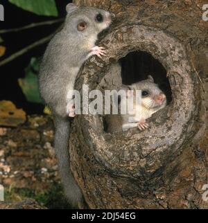 Essbare Dormouse, glis glis, Erwachsene stehen am Nest Eingang Stockfoto