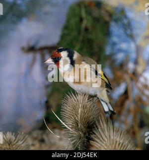 Goldfink, carduelis carduelis, Männchen auf Thistle stehend Stockfoto