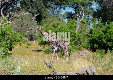 Giraffen, Moremi Wildlife Reserve, Okavangodelta, Botswana/(Giraffa Camelopardalis) Stockfoto