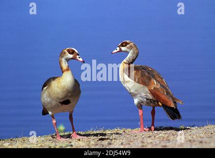 Ägyptische Gans, alopochen aegyptiacus, Paar in der Nähe von Wasser, Kenia Stockfoto
