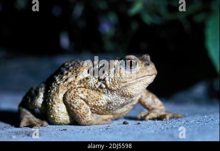 Common Kröte, Bufo Bufo, Adult Crossing Road Stockfoto