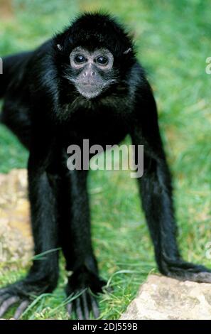 Schwarzer Spinnenaffe, ateles paniscus Stockfoto