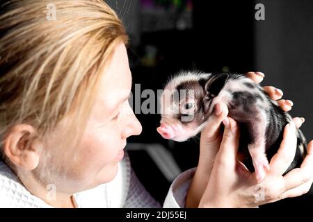 Eine kaukasische Frau und ein kleines Schwein. Nahaufnahme. Geringe Schärfentiefe. Konzentrieren Sie sich auf Schwein. Stockfoto