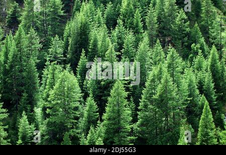 Europäische Lärche oder gemeine Lärche, larix decidua, Wald bei Sisteron im Südosten Frankreichs Stockfoto