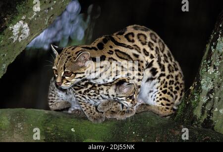 Langschwanzkatze Katze, pardalis Wiedi, Mutter mit Jungtier Stockfoto