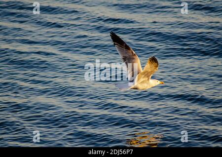 Gelbbeinmöwe ( Larus michahellis ) im Flug über das Meer bei Alexandroupoli, Evros, Griechenland - Foto: Geopix Stockfoto