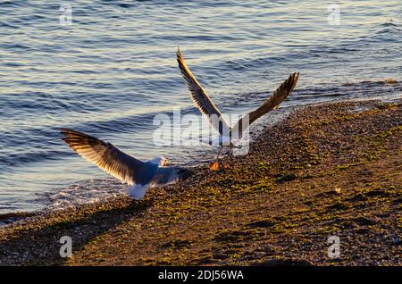 Eine junge Gelbbeinmöwe ( Larus michahellis ) ist vor dem Territorium eines Erwachsenen am Strand in der Nähe von Alexandroupoli, Evros, Griechenland - Foto: Geo Stockfoto