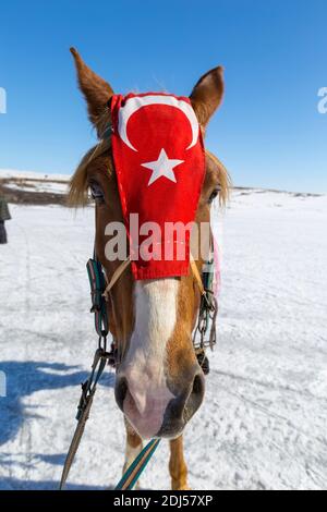 Ein Kars-Pferd mit türkischer Flagge auf der Stirn wird auf touristischen Reisen verwendet. Stockfoto