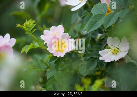 Hunds-Rose, Hundsrose, Heckenrose, Wildrose, Rose, Rosen, Rosenblüten, Blüten, Blüten, Rosenblüte, Wildrosen, Heckenrosen, Rosa canina, gemeiner Briar, B Stockfoto